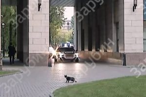 Черная кошка передумала перебегать дорогу кортежу Путина в Петербурге