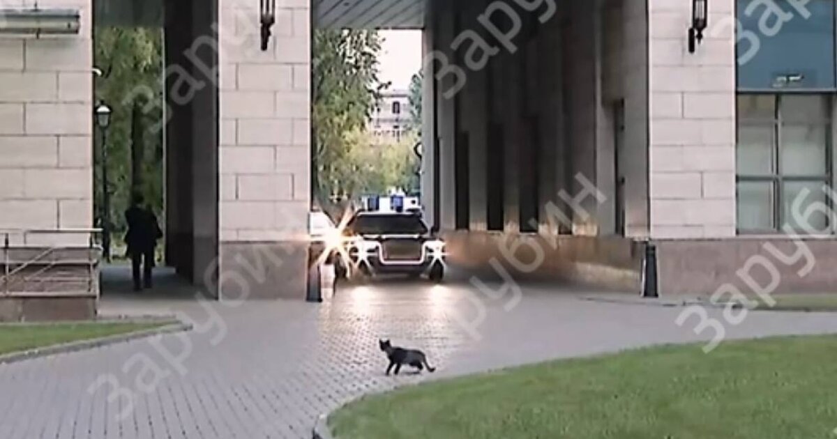 Черная кошка передумала перебегать дорогу кортежу Путина в Петербурге Черная кошка передумала перебегать дорогу кортежу Путина в Петербурге