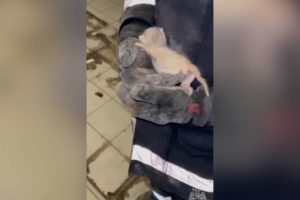 Спасатели вытащили застрявшего внутри стены котенка на востоке Москвы