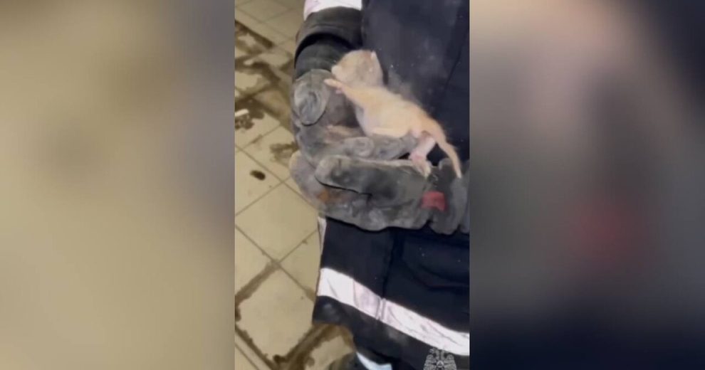 Спасатели вытащили застрявшего внутри стены котенка на востоке Москвы