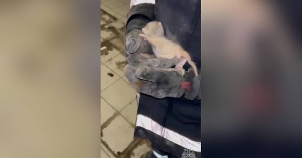 Спасатели вытащили застрявшего внутри стены котенка на востоке Москвы Спасатели вытащили застрявшего внутри стены котенка на востоке Москвы