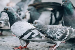 Специалисты не обнаружили у найденных мертвыми в Москве птиц патогенных вирусов